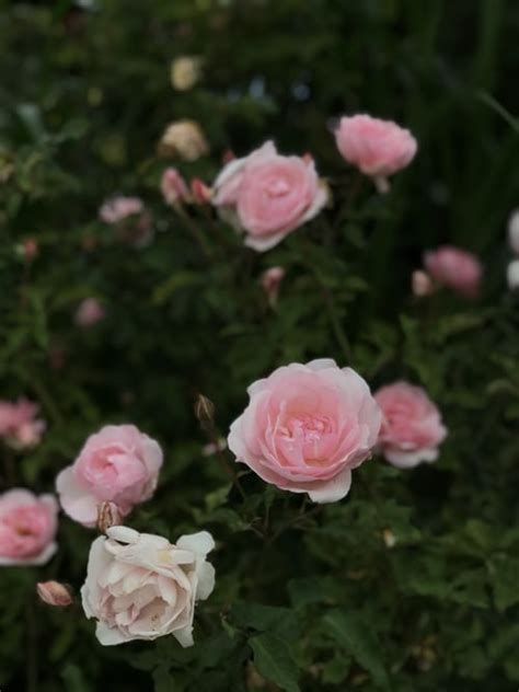 This is the simple and easy trick. Buy Button Rose, Miniature Rose Plant (Multicolor) at ...