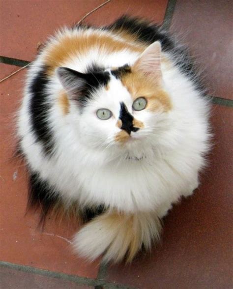 17 Best Images About Calico Cats On Pinterest Cute Cats