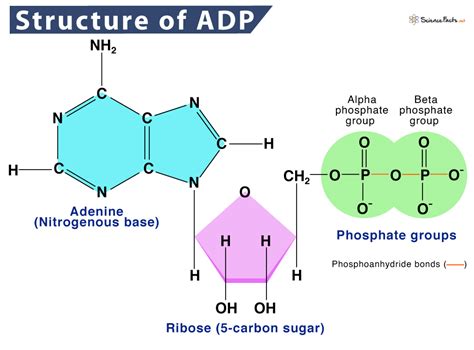 Adenosine Diphosphate Definition Structure Function
