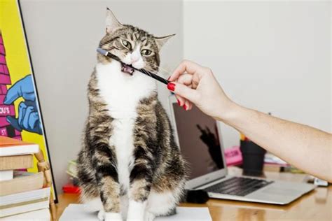22 Weird Cat Behaviors Youre Not Sure About Cat Behavior Cat