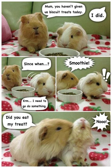 Did You Eat My Treat Pig Pics Pig Pictures Funny Animal Pictures