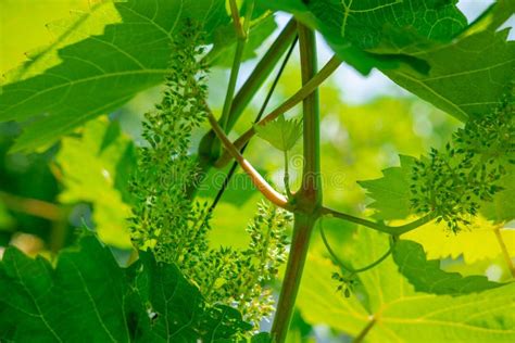 Photo Of Young Grapes In The Garden Leaves And Branches Of Grapes At