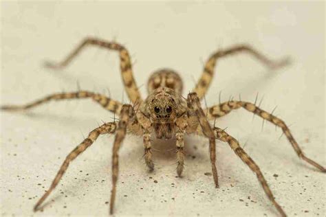 Fishing Spider Vs Wolf Spider Whats The Difference