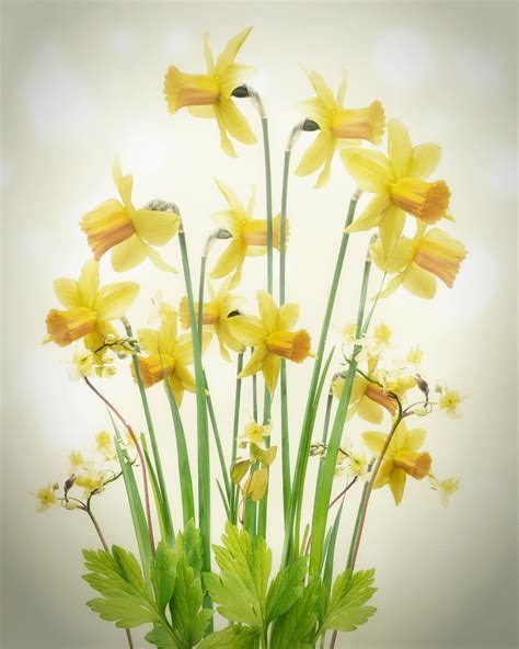 Friendly and knowledgeable when answering the phone, taking messages, or redirecting calls to appropriate person. Check out this @Behance project: "Daffodil Dance" https ...
