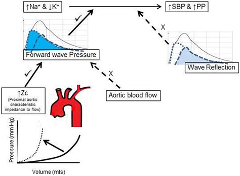 Increased Aortic Characteristic Impedance Explains Relations Between