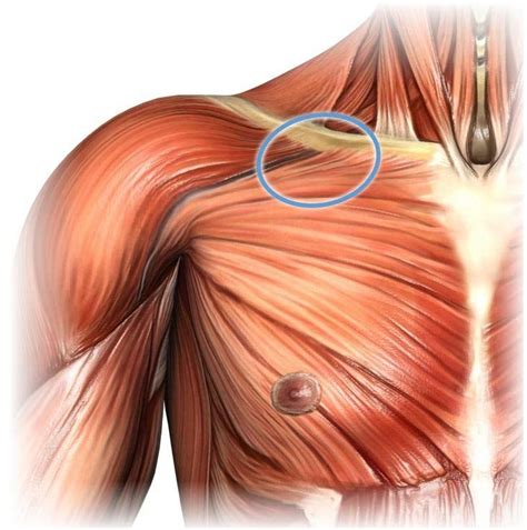 Massage Therapy For Pectoralis Major Massage Therapy Massage Tips Massage Benefits
