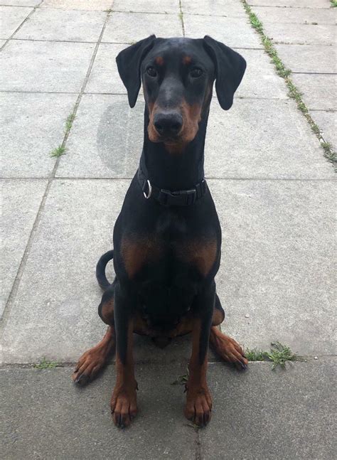 Gorgeous 1yr Old Doberman In Woolton Merseyside Gumtree