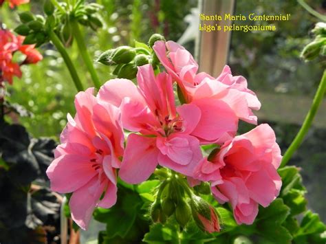You can contact us at 805.925.2753 Santa Maria Centennial | Santa maria, Pelargonium, Centennial