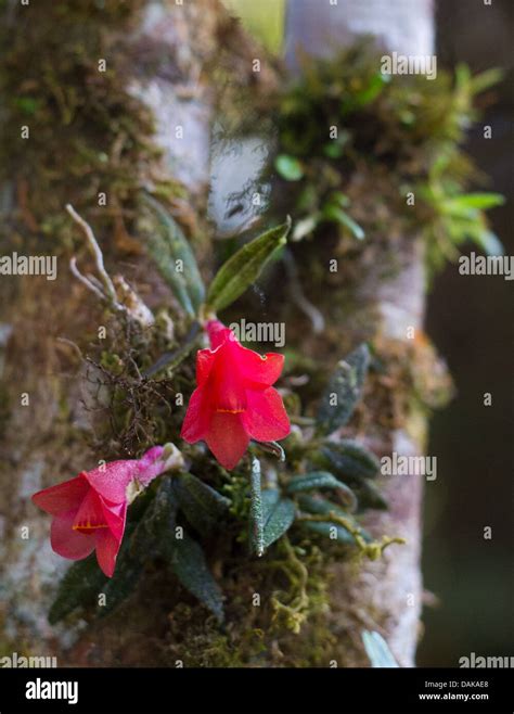 Wild Dendrobium Cuthbertsonii Orchid Growing On A Rainforest Tree In