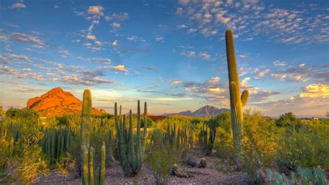 Nature Mountain Arizona Desert Landscape Cacti High Resolution