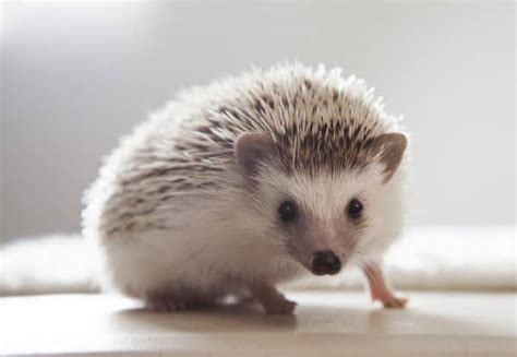 Types Of Pet Hedgehog Breeds Of Domestic Hedgehogs 2021 Guide
