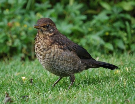 His model is shared with edward richtofen. junge amsel Foto & Bild | tiere, tierkinder, natur Bilder ...