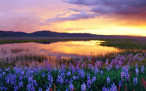Sunset mountains clouds landscapes flowers meadow swamp wallpaper ...