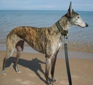 This video explains what you can expect over the 6 weeks of fostering a greyhound. Retired Greyhounds as Pets make fast friends!