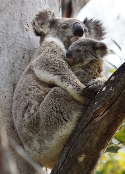 Koala Mother And Baby Project Noah