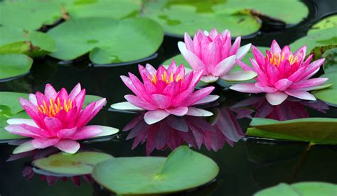 Lotus Flower Colors