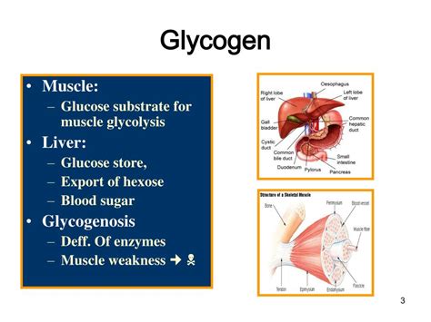 Ppt Glycogen Powerpoint Presentation Free Download Id5488229