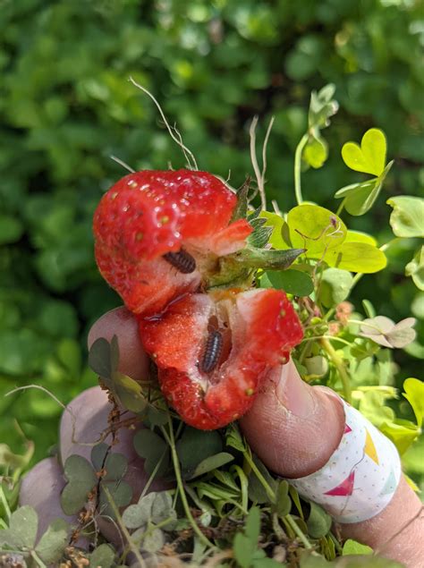 What Is Eating My Strawberries Plants Craze