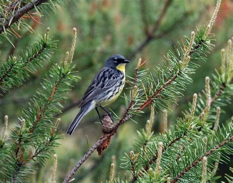 The list of birds included was determined using the cornell. MICHIGAN | Backyard birds, Bird species, Birds