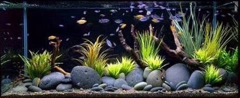 If you are searching for fish tank decorations that will a bit more artistic, and less cheeky style of fish tank decorating is the bonsai fish tank decoration theme. Fish Tank Decoration Ideas for Charming and Refreshing ...