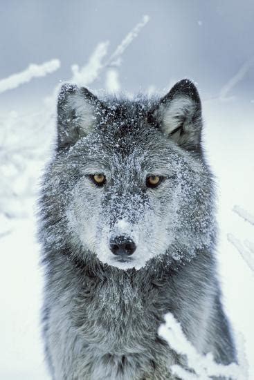 Grey Wolf In Snow With Snowy Face Photographic Print