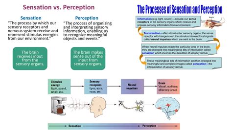 Sensation And Perception Stimuli Webers Law Biases In Perception