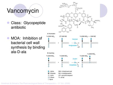 The mechanism of vancomycin action on peptidoglycan synthesis is clearly different from that of moenomycin and bacitracin. PPT - Vancomycin PowerPoint Presentation, free download ...