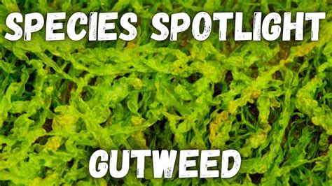 Species Spotlight Gutweed Ulva Intestinalis Youtube