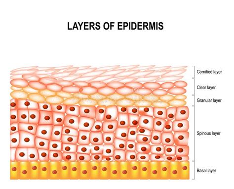 Layers Of Epidermis Cornified Clear Granular Spinous And Basal