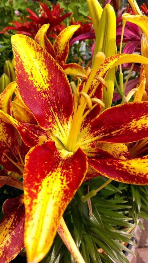 Tiger Lilies Flowermanjoe Flickr