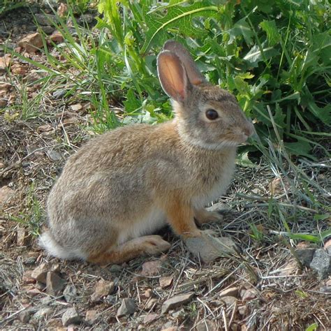 Cottontail Rabbit Picture | Free Photograph | Photos Public Domain