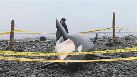 Animal Rights Advocates Outraged After Teeth Taken From Dead Orca In B