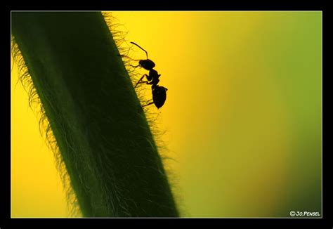 Fourmi Flickr Photo Sharing Moth Flickr Animals Ants Brittany