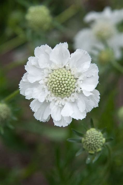 Scabiosa Caucasia Perfecta Alba 1000 Beautiful Flowers White