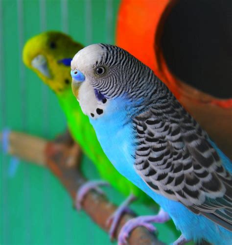 Are Parakeets Loud Parakeet Noise Levels Parrot