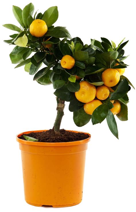 Orange Tree Container Care Can You Grow Oranges In A Pot