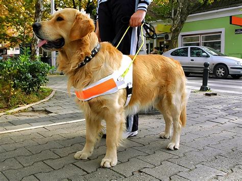 How do i make my dog a service dog? Service Dogs vs. Therapy Dogs - iWorkDogs | Los Angeles ...