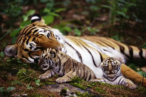Tiger Moms And Cubs Animal Planet
