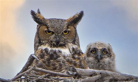 Great Horned Owl With Chick Ls