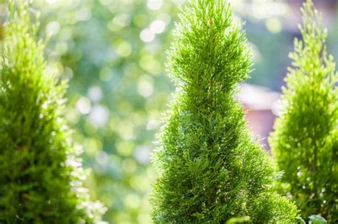 A leyland cypress can be a great addition to your yard! Best Leyland Cypress Tree Alternatives & Factors To Consider