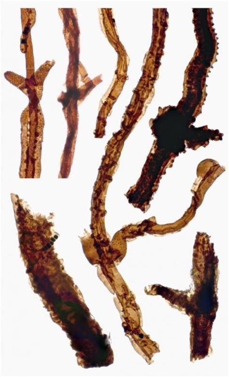 Fossil Of Oldest Known Land Organism Unearthed In Sweden