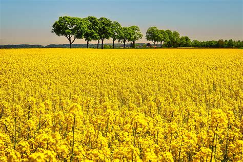 Earth Rapeseed Yellow Flower Hd Wallpaper Peakpx