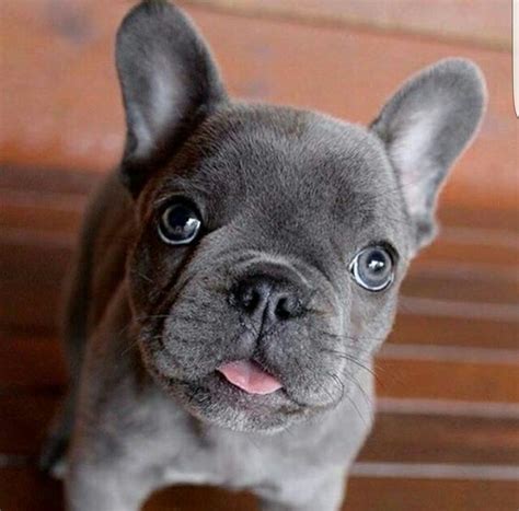 Gray Frenchie | French bulldog puppies, Bulldog puppies ...
