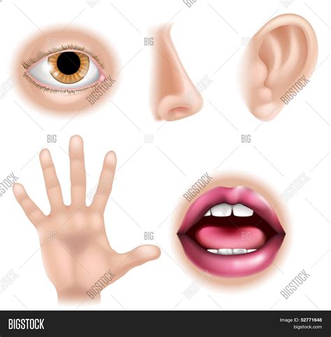 An exhaustive video of 52 external parts of human body. Five Senses Body Parts Vector & Photo | Bigstock