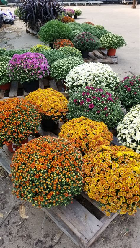 British family owned 5 star affordable flower delivery dubai and the uae since 2002. More fresh mums in 10 inch pots! | Plants, Flowers