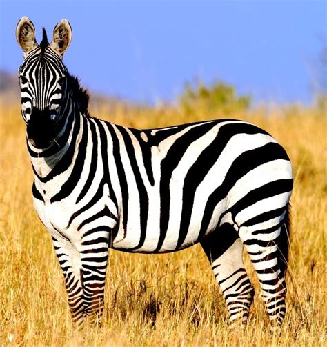 Regardless of their habitats, zebras are all grazers, bulk, roughage feeders that need to consume large daily quantities of grasses. Some interesting facts about Zebras - Animal Fun Facts