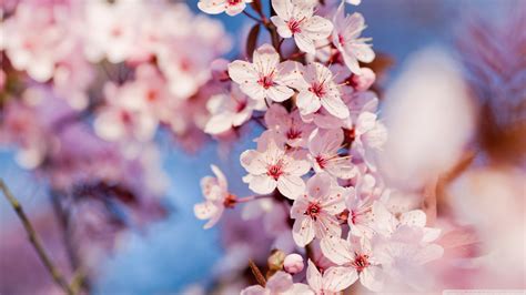 Cherry Blossom Japanese Cherry Tree Sakura Photo 37503993 Fanpop