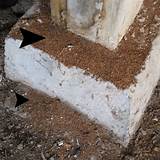 Images of Frass Termites