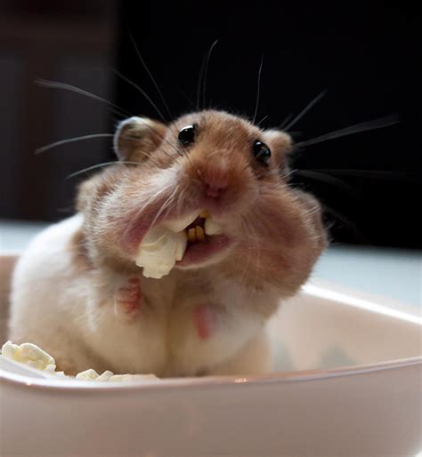 15 Photos Of Animals Eating Thatll Make You Smile Bored Daddy