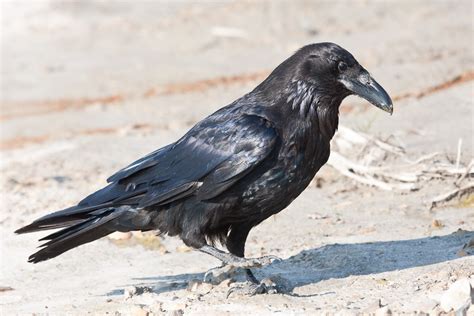 Raven un viaje desde la ciudad del metal hacia la cima de la montaña conexión rock radio en el mes de su 11 aniversario les ofrece a todos ustedes una interesante entrevista con. Common Raven